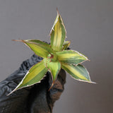 【ベアルート】アガベ ホリダ錦 EC1875