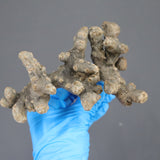 【ベアルート】S.ムルチフィズム 06