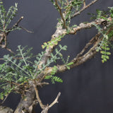 P.ディスカラー 6