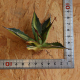 【ベアルート】アガベ ホリダ錦 EC1875