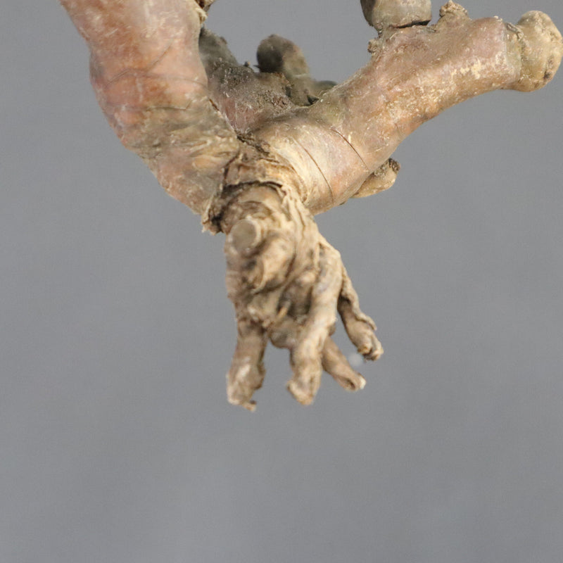 【ベアルート】S.ムルチフィズム 06