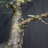 P.ディスカラー 6