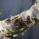 P.ディスカラー 6