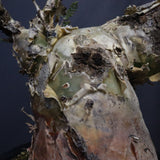 P.ディスカラー 6