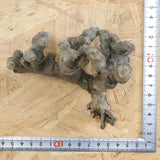 【ベアルート】S.ムルチフィズム 06