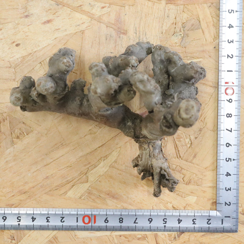 【ベアルート】S.ムルチフィズム 06