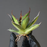 【ベアルート】アガベ ホリダ錦 EC1876