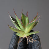 【ベアルート】アガベ ホリダ錦 EC1876