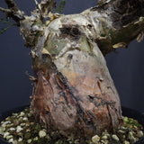 P.ディスカラー 6