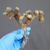 【ベアルート】S.ムルチフィズム 07