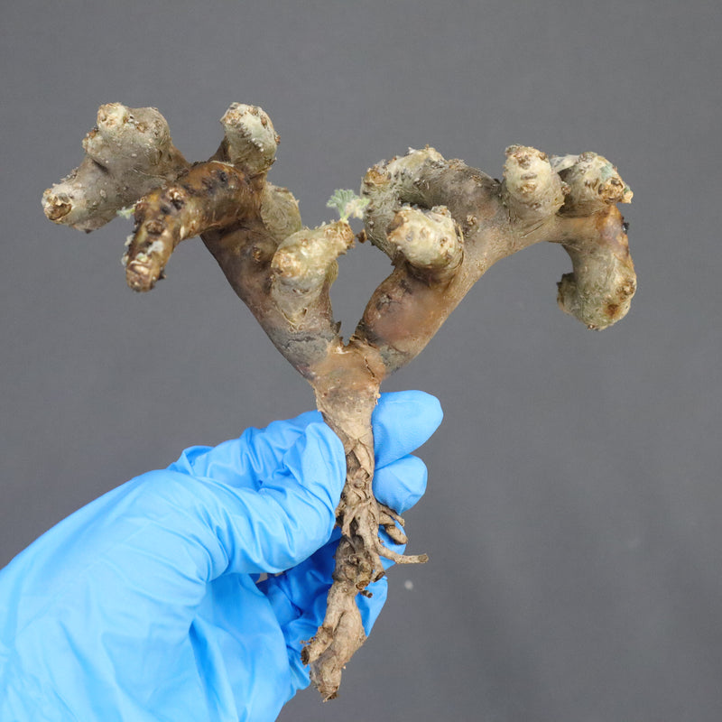 【ベアルート】S.ムルチフィズム 07