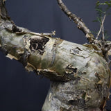 P.ディスカラー 6