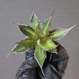 【ベアルート】アガベ ホリダ錦 EC1876