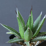 【Hybrid】アガベ 霍利達×笹之雪  EC2840