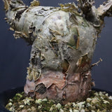 P.ディスカラー 6