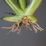 【ベアルート】アガベ ホリダ錦 EC1876