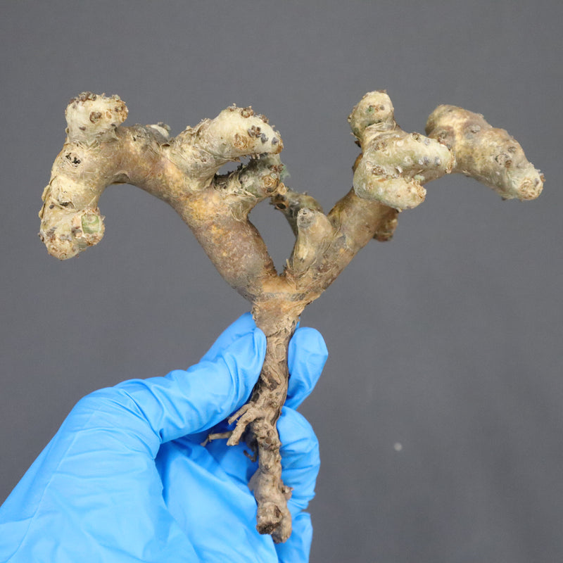 【ベアルート】S.ムルチフィズム 07