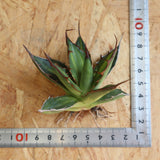 【ベアルート】アガベ ホリダ錦 EC1876