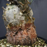 P.ディスカラー 6