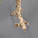 【ベアルート】S.ムルチフィズム 07