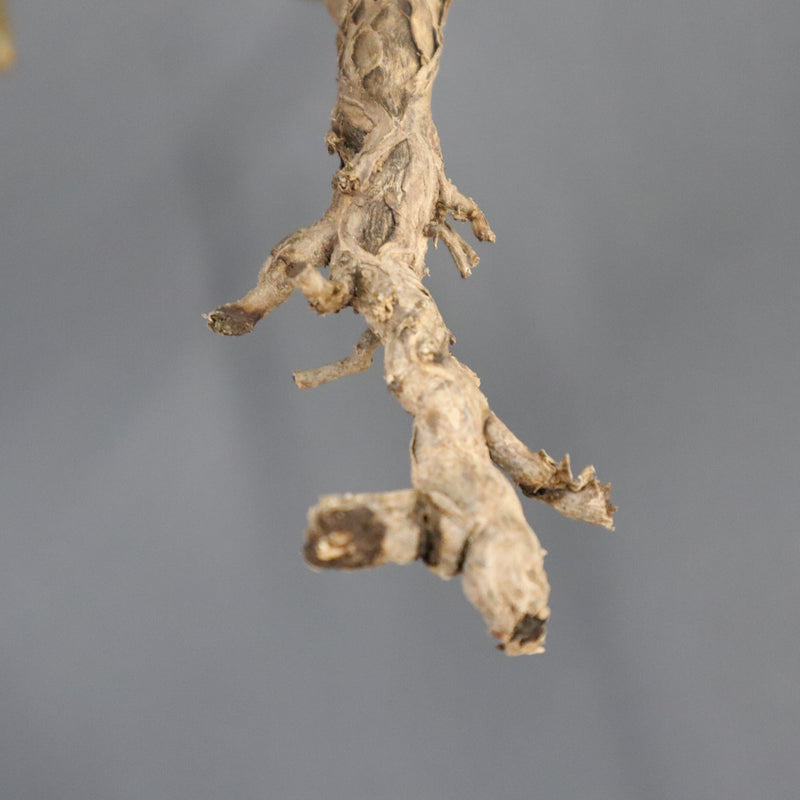 【ベアルート】S.ムルチフィズム 07