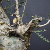 P.ディスカラー 6