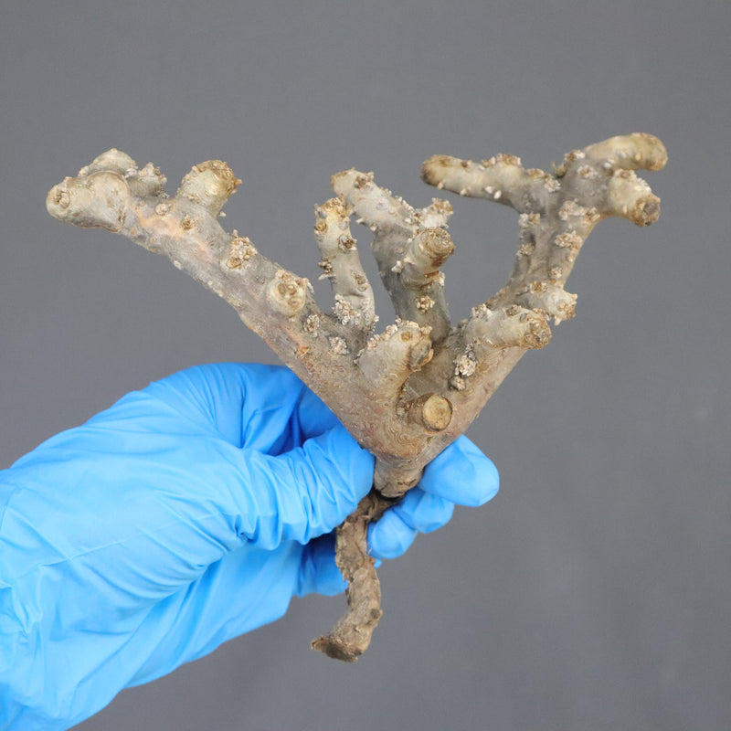 【ベアルート】S.ムルチフィズム 08