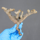 【ベアルート】S.ムルチフィズム 08