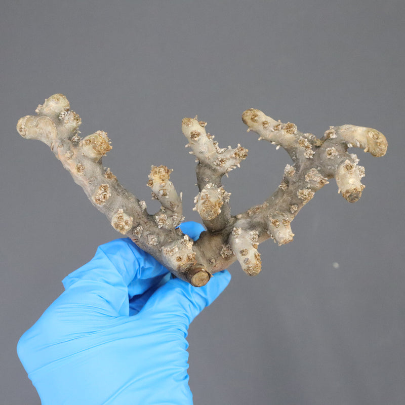 【ベアルート】S.ムルチフィズム 08