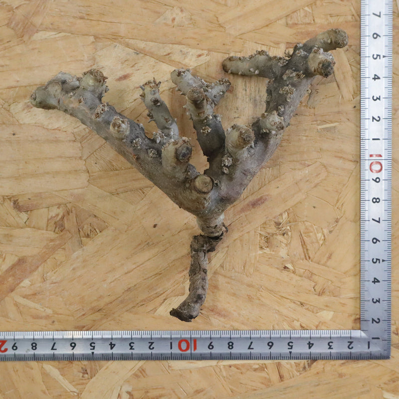 【ベアルート】S.ムルチフィズム 08