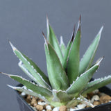【Hybrid】アガベ 霍利達×笹之雪  EC2841
