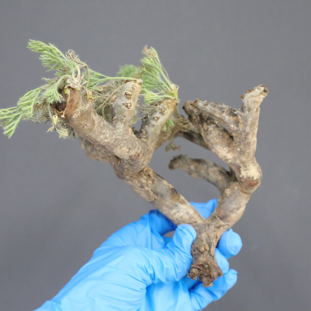 TaiShoDo ONLINE SHOP 塊根植物 多肉植物通販