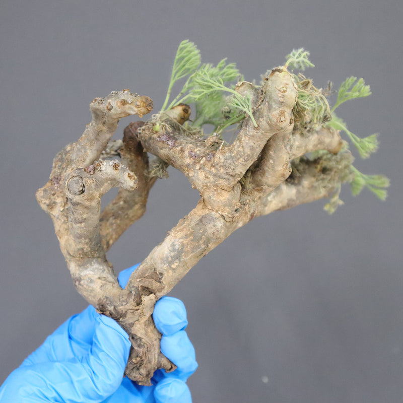 【ベアルート】S.ムルチフィズム 09