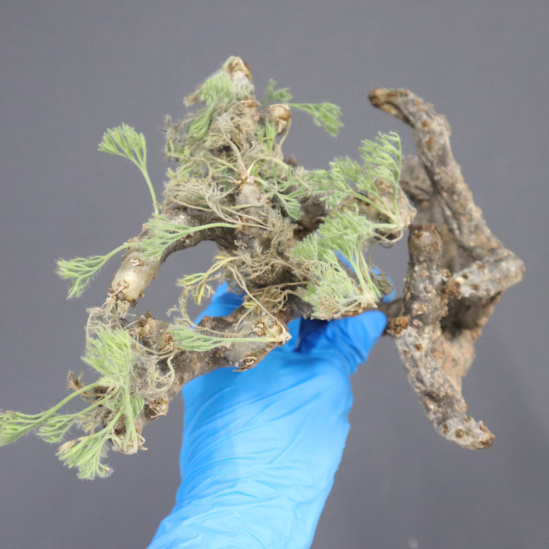 【ベアルート】S.ムルチフィズム 09