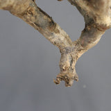 【ベアルート】S.ムルチフィズム 09