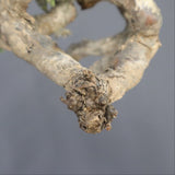 【ベアルート】S.ムルチフィズム 09