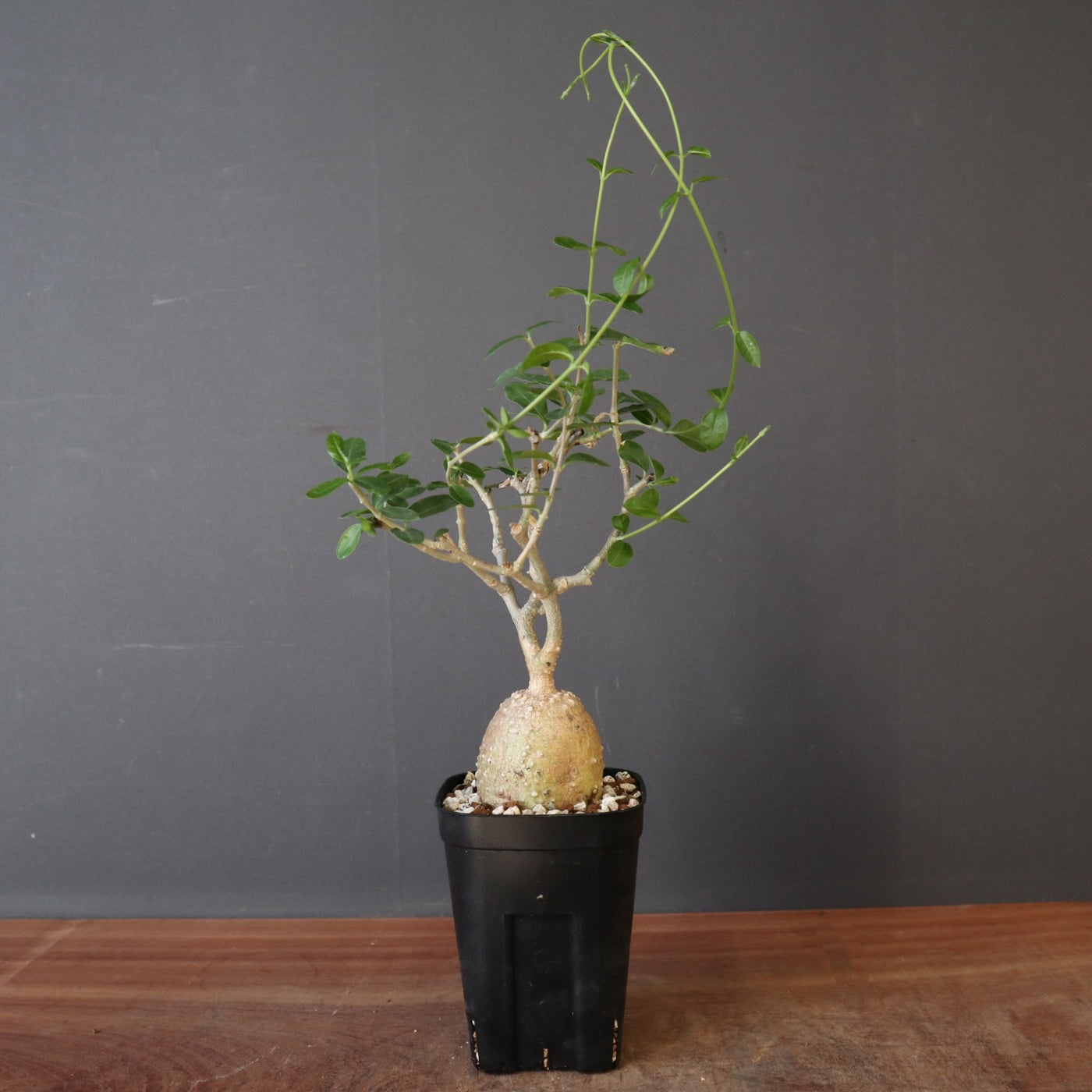 フォッケア・エデュリス（実生） EC3571 – TaiShoDo ONLINE SHOP