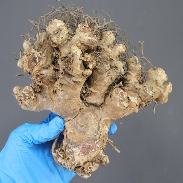 【ベアルート】T.レティキュラータス 42