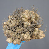 【ベアルート】T.レティキュラータス 42