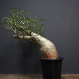 P.ディスカラー 7