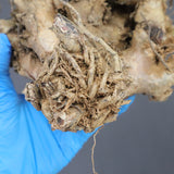 【ベアルート】T.レティキュラータス 42