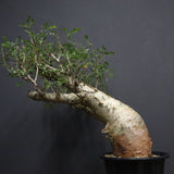 P.ディスカラー 7