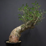 P.ディスカラー 7