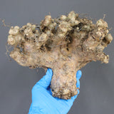 【ベアルート】T.レティキュラータス 44