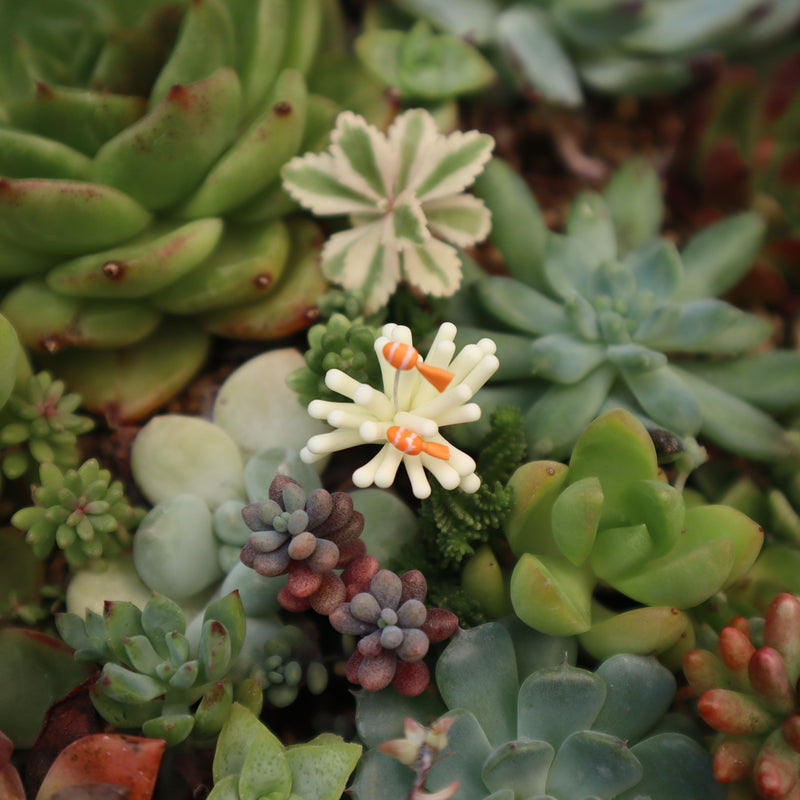 【Adonis】ガーデンピック クマノミ