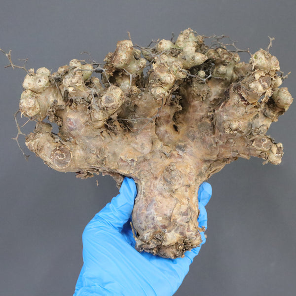 【ベアルート】T.レティキュラータス 44