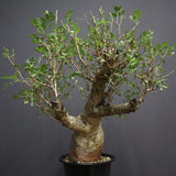 P.ディスカラー 7