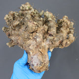 【ベアルート】T.レティキュラータス 44