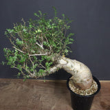 P.ディスカラー 7