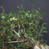 P.ディスカラー 7